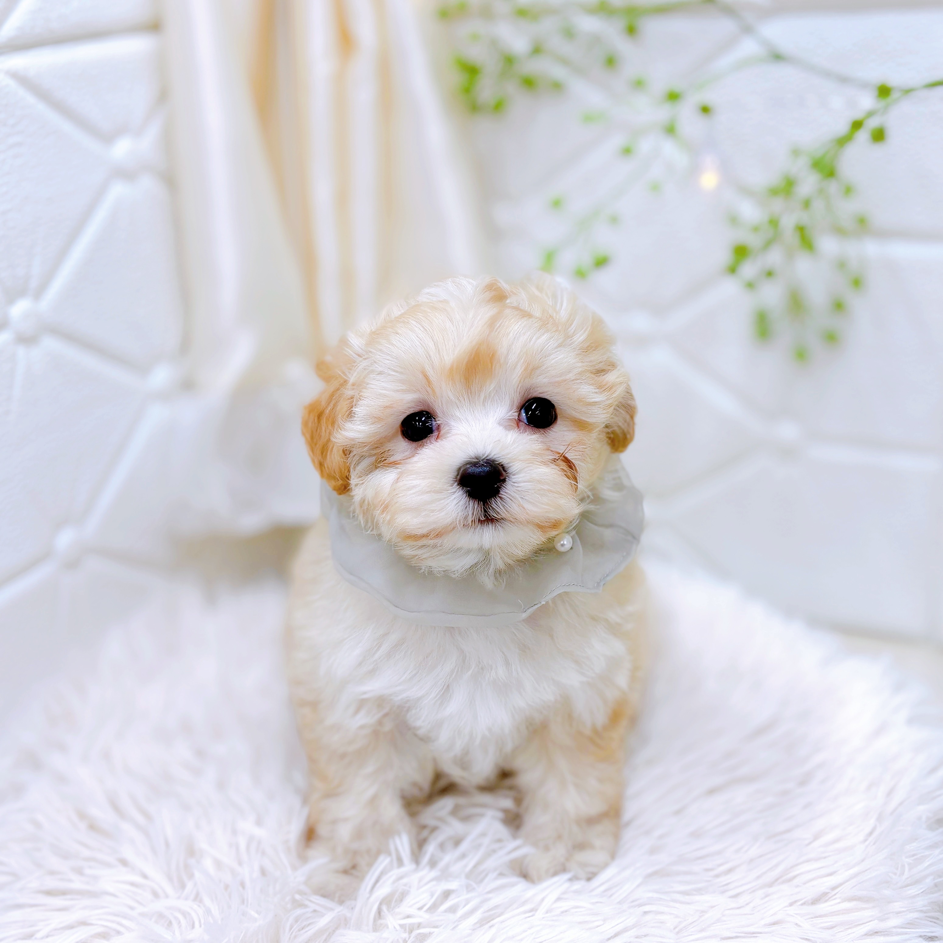 福井県のマルプー(マルチーズ×プードル) (犬の家＆猫の里アミーゴ福井店/2025年9月23日生まれ/男の子/クリームホワイト)の子犬の4枚目の画像