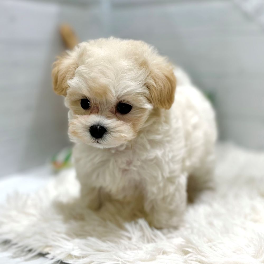 愛知県のマルプー(マルチーズ×プードル) (犬の家＆猫の里豊田店/2025年9月23日生まれ/女の子/ホワイトクリーム)の子犬の4枚目の画像