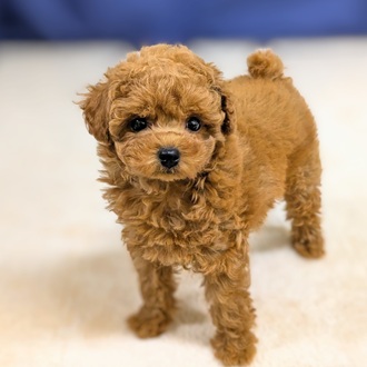 愛知県のトイプードル(トイ) (犬の家＆猫の里一宮店/2025年9月20日生まれ/女の子/レッド)の子犬の4枚目の画像