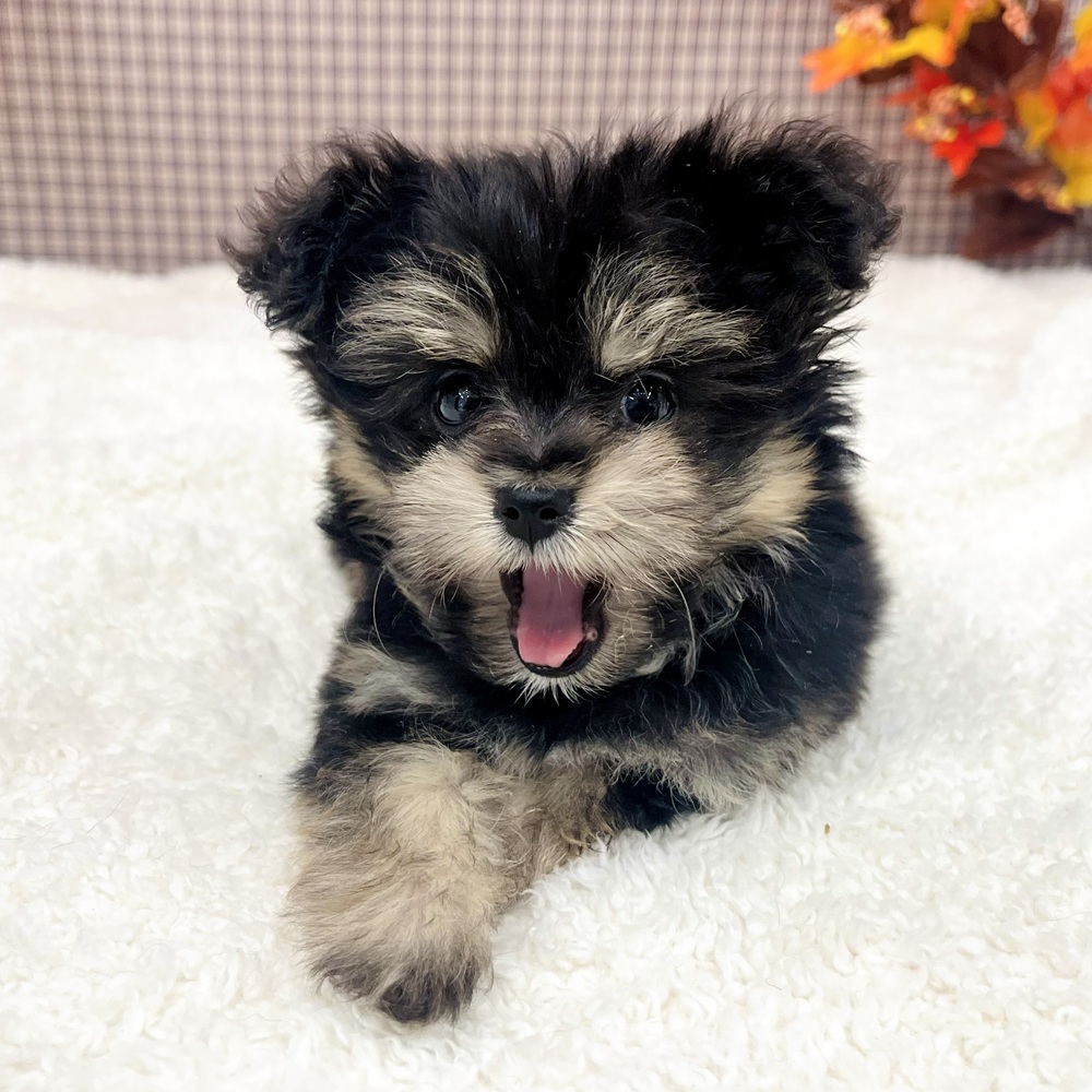 愛知県のポメマル/マルポメ(ポメラニアン×マルチーズ) (犬の家＆猫の里エアポートウォーク店/2025年9月23日生まれ/女の子/ブラックタン)の子犬の4枚目の画像