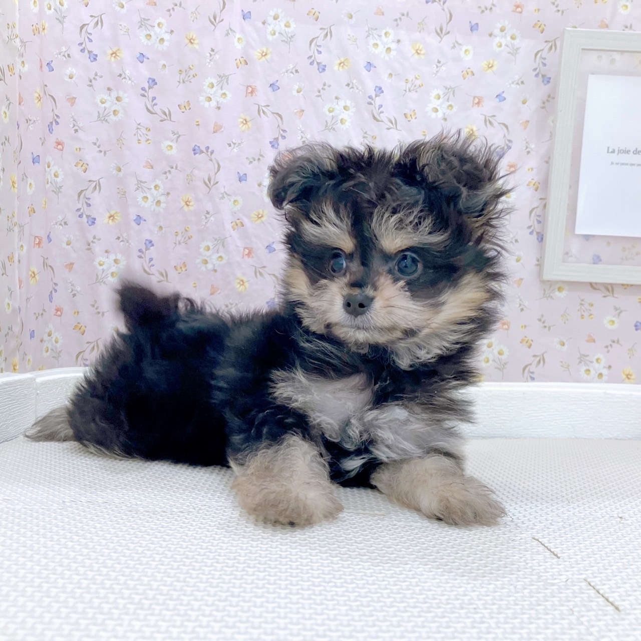 石川県のポメマル/マルポメ(ポメラニアン×マルチーズ) (犬の家＆猫の里金沢店/2025年9月23日生まれ/男の子/ブラックタン)の子犬の4枚目の画像