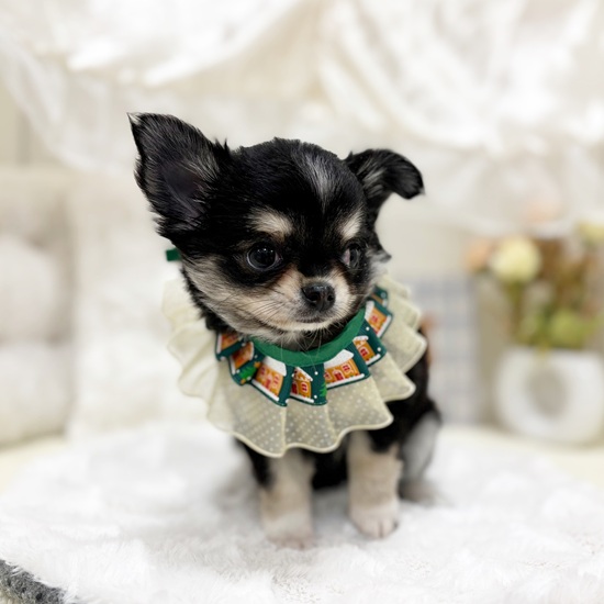 岐阜県のチワワ(ロング) (犬の家＆猫の里カラフルタウン岐阜店/2025年9月19日生まれ/女の子/ブラッククリームホワイト)の子犬の4枚目の画像