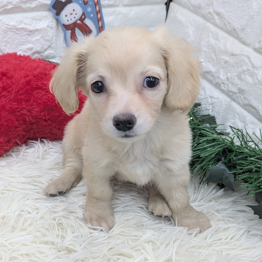 愛知県のチワックス(チワワ×ダックス) (犬の家＆猫の里MEGAドン・キホーテ東海名和店/2025年9月22日生まれ/女の子/クリーム)の子犬の4枚目の画像