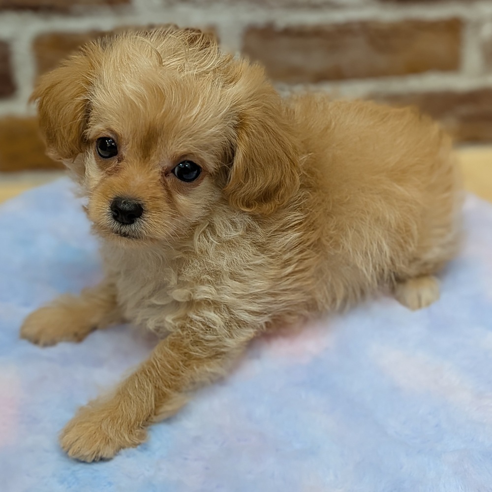 愛知県のチワプー/プーチー(チワワ×プードル) (犬の家＆猫の里七宝店/2025年9月23日生まれ/男の子/クリーム)の子犬の4枚目の画像