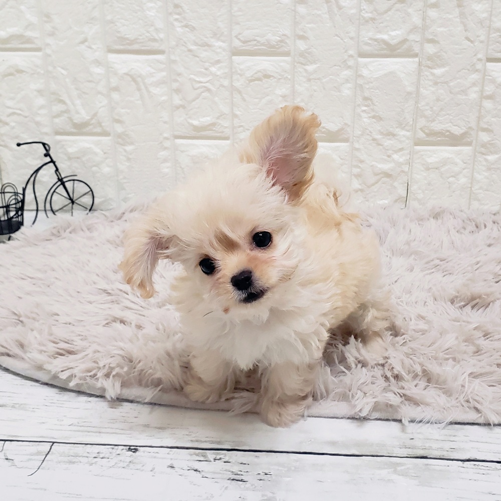 岡山県のチワプー/プーチー(チワワ×プードル) (犬の家＆猫の里岡山店/2025年9月23日生まれ/男の子/クリーム)の子犬の4枚目の画像