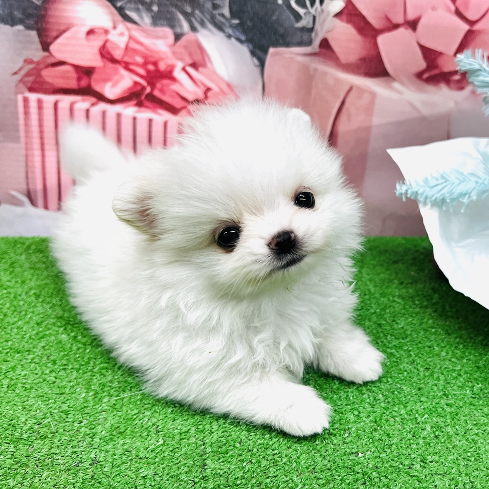 愛知県のポメチワ/チワポメ/ポメチー(ポメラニアン×チワワ) (犬の家＆猫の里名古屋天白店/2025年9月24日生まれ/男の子/クリーム)の子犬
