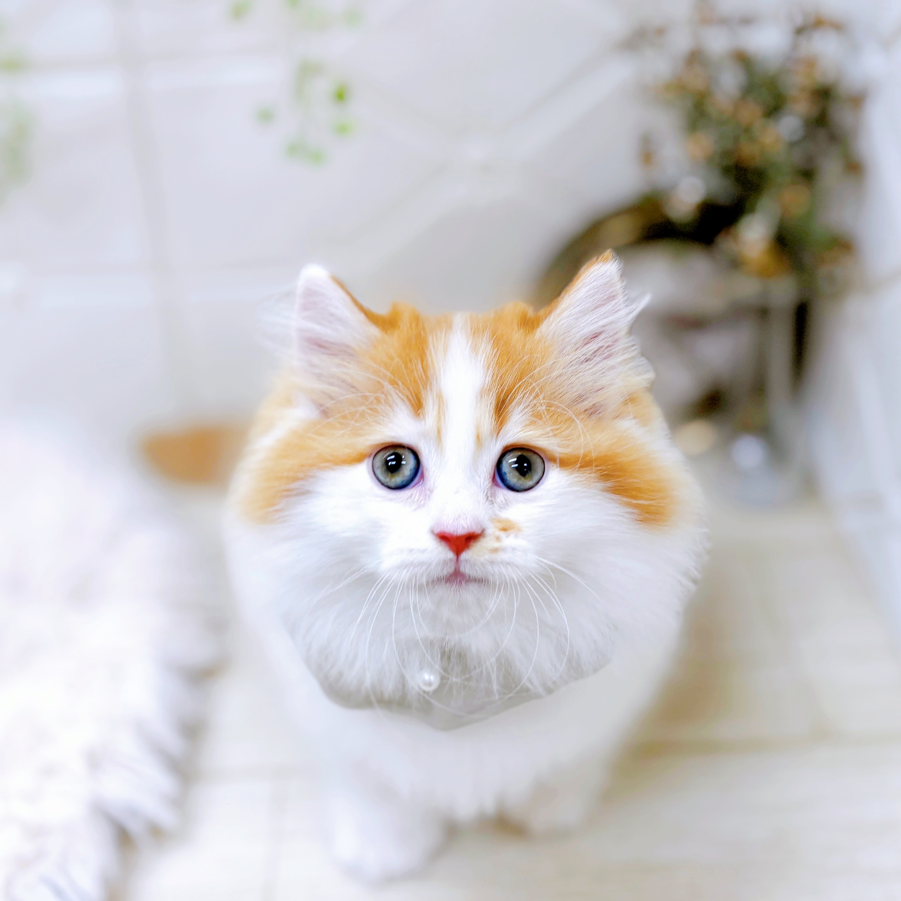 福井県のミヌエット (犬の家＆猫の里アミーゴ福井店/2025年9月23日生まれ/男の子/レッドタビーホワイト)の子猫の4枚目の画像