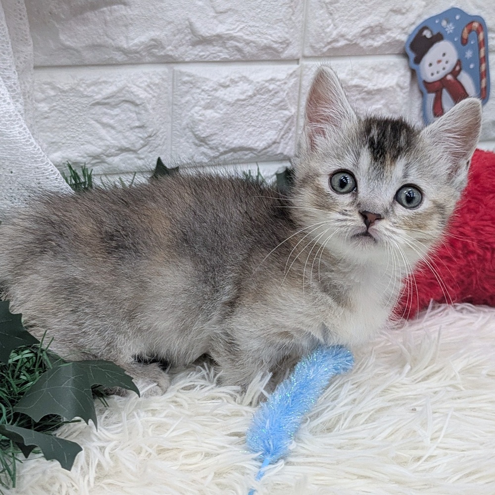 愛知県のマンチカン (犬の家＆猫の里MEGAドン・キホーテ東海名和店/2025年9月24日生まれ/女の子/シルバーパッチドタビーホワイト)の子猫の4枚目の画像