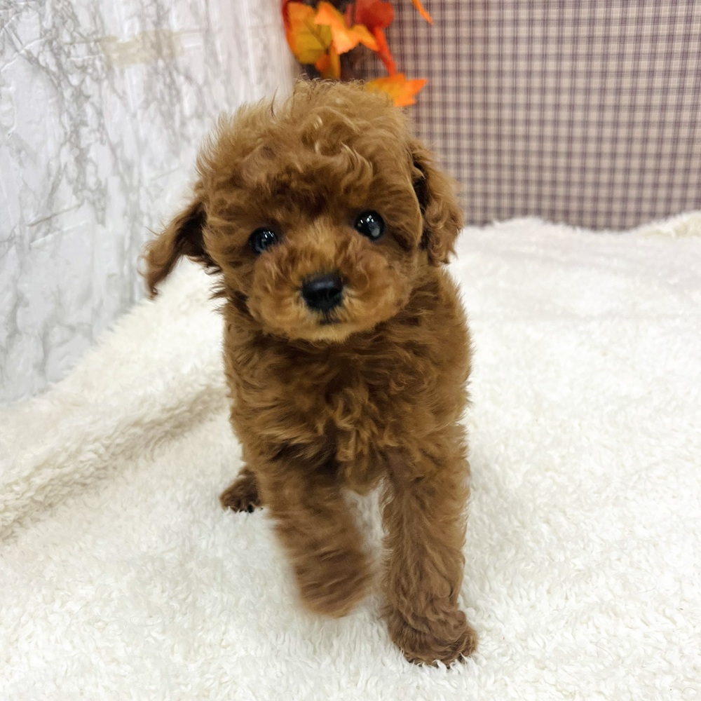 愛知県のトイプードル(タイニー) (犬の家＆猫の里エアポートウォーク店/2025年9月24日生まれ/男の子/レッド)の子犬の4枚目の画像