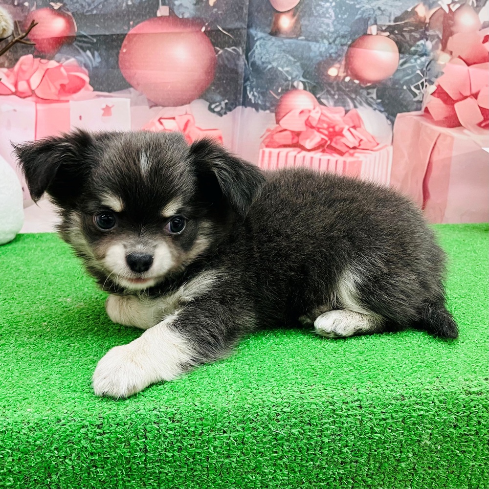 愛知県のチワワ(ロング) (犬の家＆猫の里名古屋天白店/2025年9月24日生まれ/男の子/ブルークリーム)の子犬の4枚目の画像