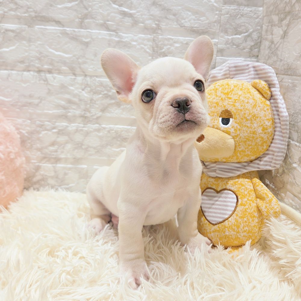愛知県のフレンチブルドッグ (犬の家＆猫の里MiO香久山店/2025年9月24日生まれ/男の子/クリーム)の子犬の4枚目の画像