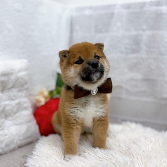 滋賀県の柴犬(標準サイズ) (犬の家＆猫の里長浜店/2025年9月24日生まれ/男の子/赤)の子犬の4枚目の画像