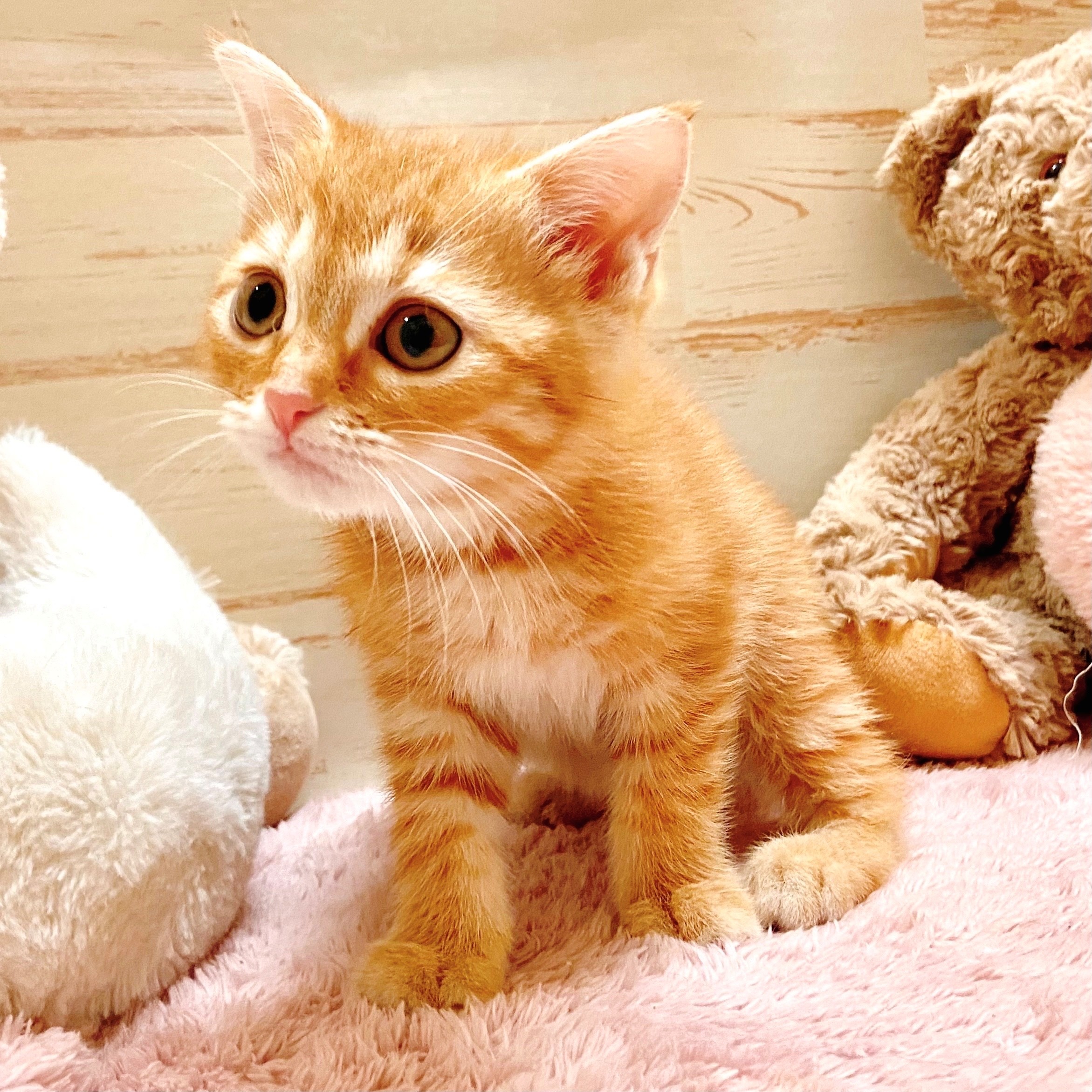 兵庫県のスコティッシュフォールド (犬の家＆猫の里神戸店/2025年9月21日生まれ/女の子/レッドタビー)の子猫の4枚目の画像