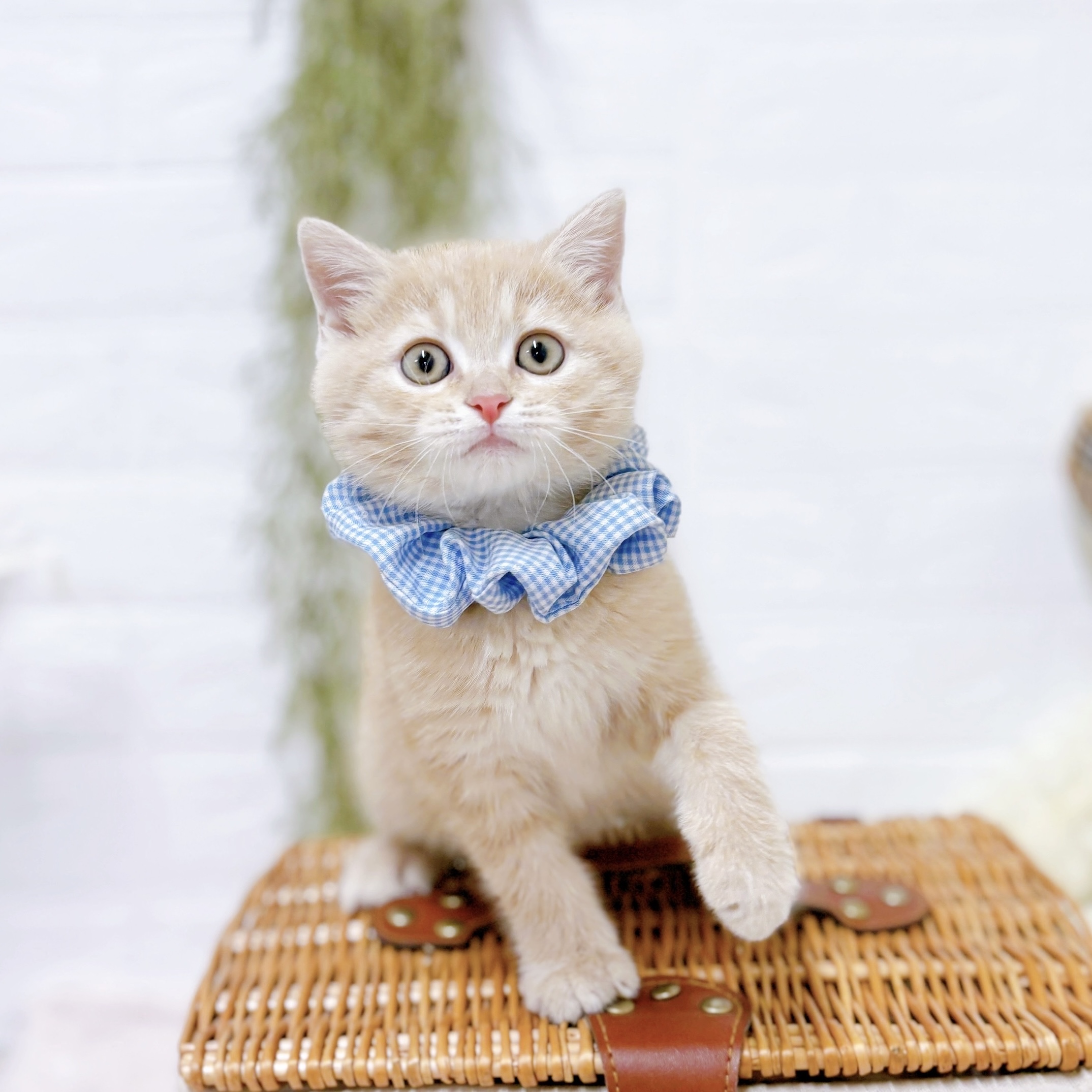 滋賀県のスコティッシュフォールド (犬の家＆猫の里近江八幡店/2025年9月21日生まれ/男の子/クリームタビー)の子猫の4枚目の画像