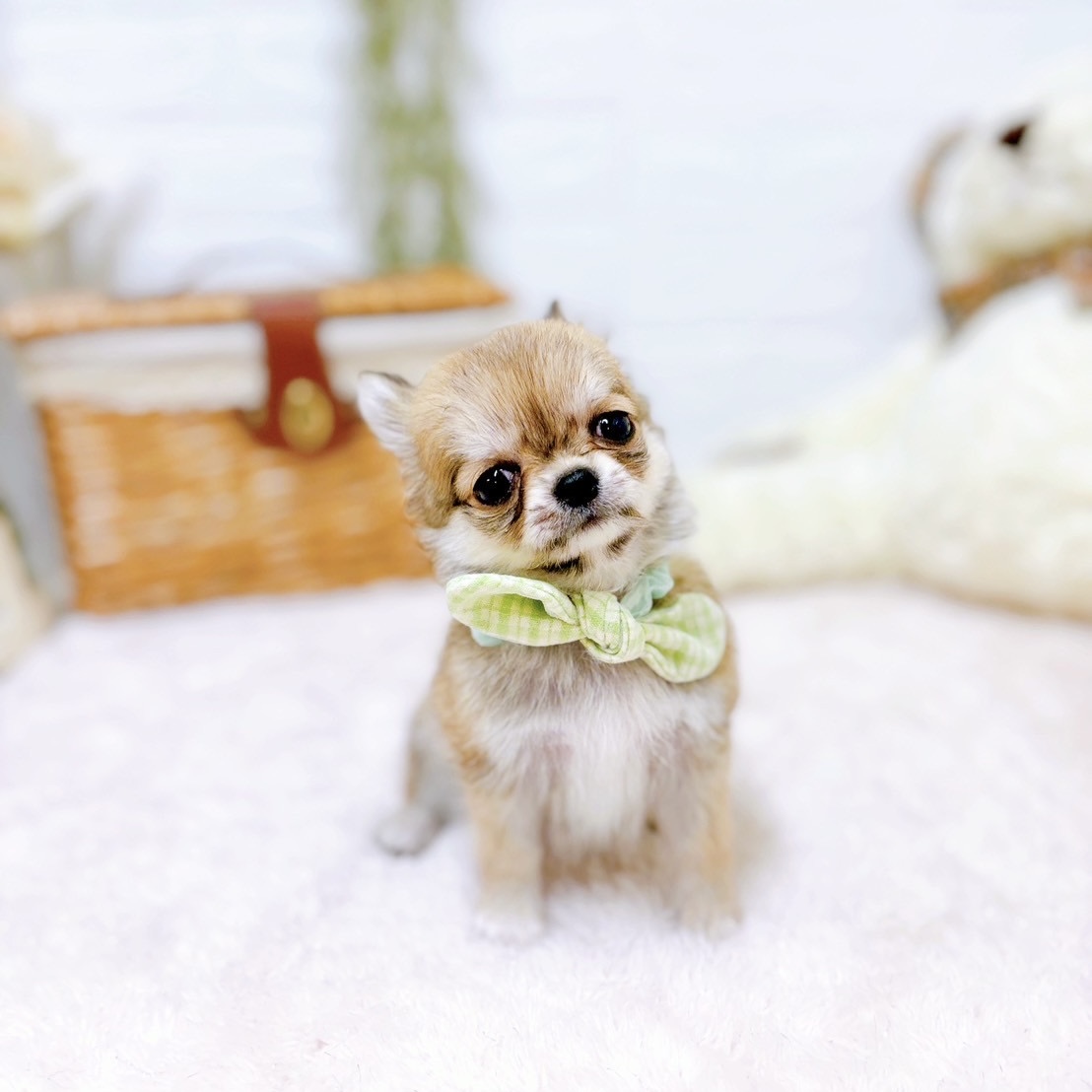 滋賀県のチワワ（ロング） フォーン＆ホワイト 男の子のご紹介(196346