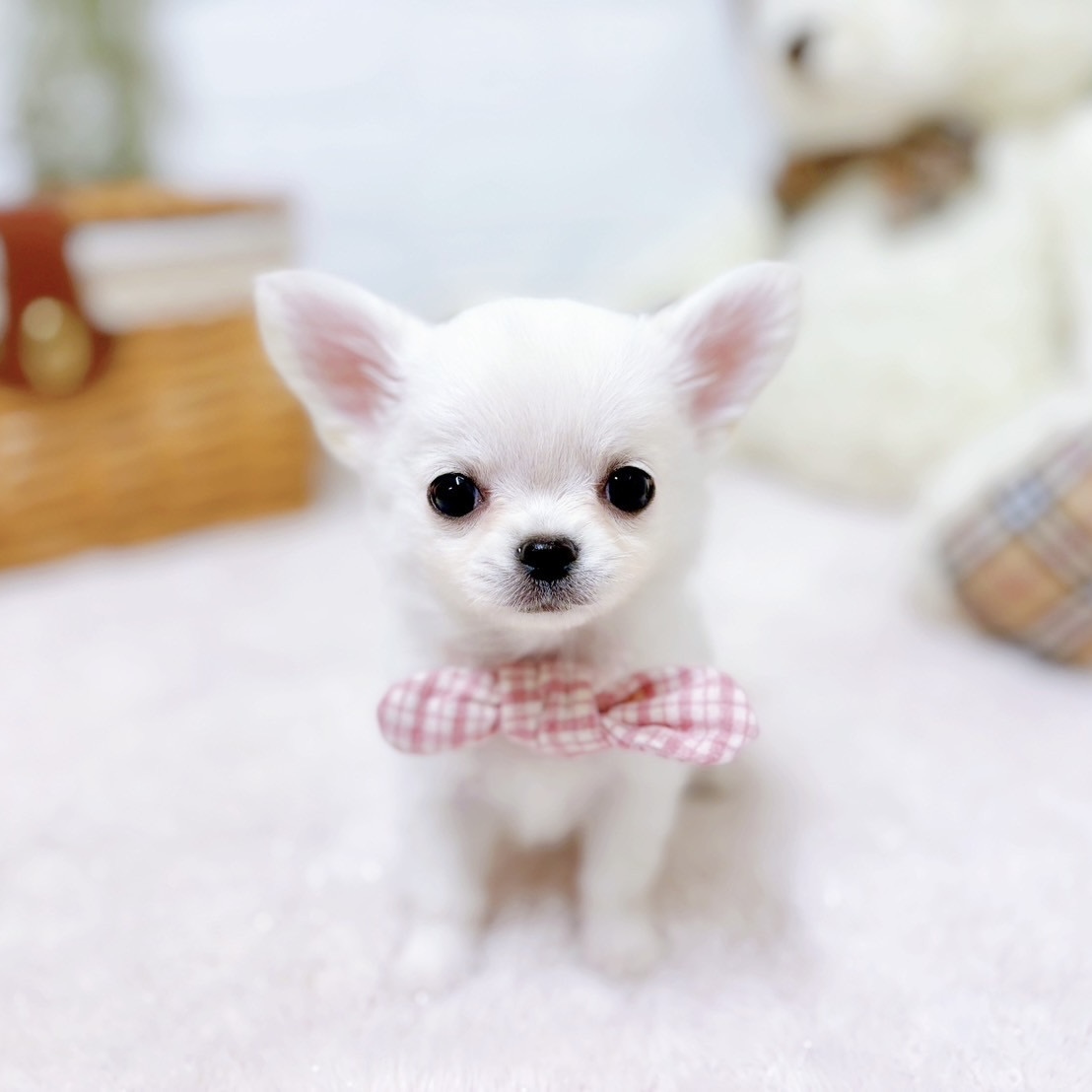 滋賀県のチワワ(ロング) (犬の家＆猫の里近江八幡店/2025年9月25日生まれ/女の子/クリーム)の子犬の4枚目の画像