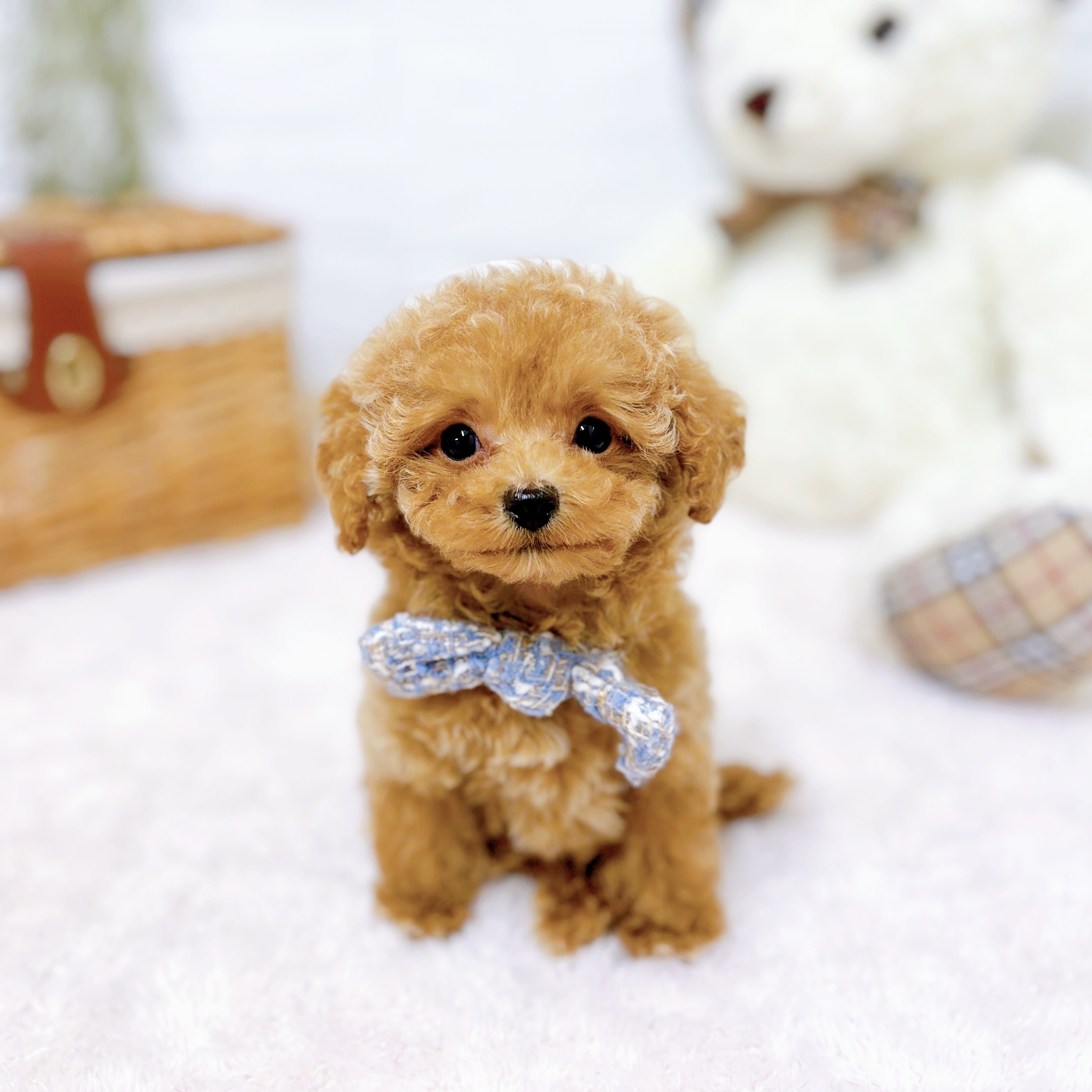 滋賀県のトイプードル(トイ) (犬の家＆猫の里近江八幡店/2025年9月13日生まれ/男の子/ペールフォーン)の子犬の4枚目の画像