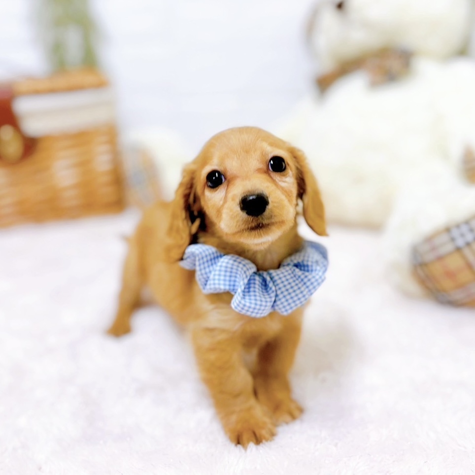 滋賀県のミニチュアダックスフンド(ロング) (犬の家＆猫の里近江八幡店/2025年9月25日生まれ/男の子/ゴールド)の子犬の4枚目の画像