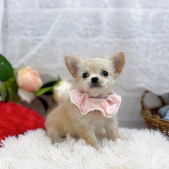 滋賀県のチワワ(ロング) (犬の家＆猫の里長浜店/2025年9月23日生まれ/女の子/クリーム)の子犬の4枚目の画像