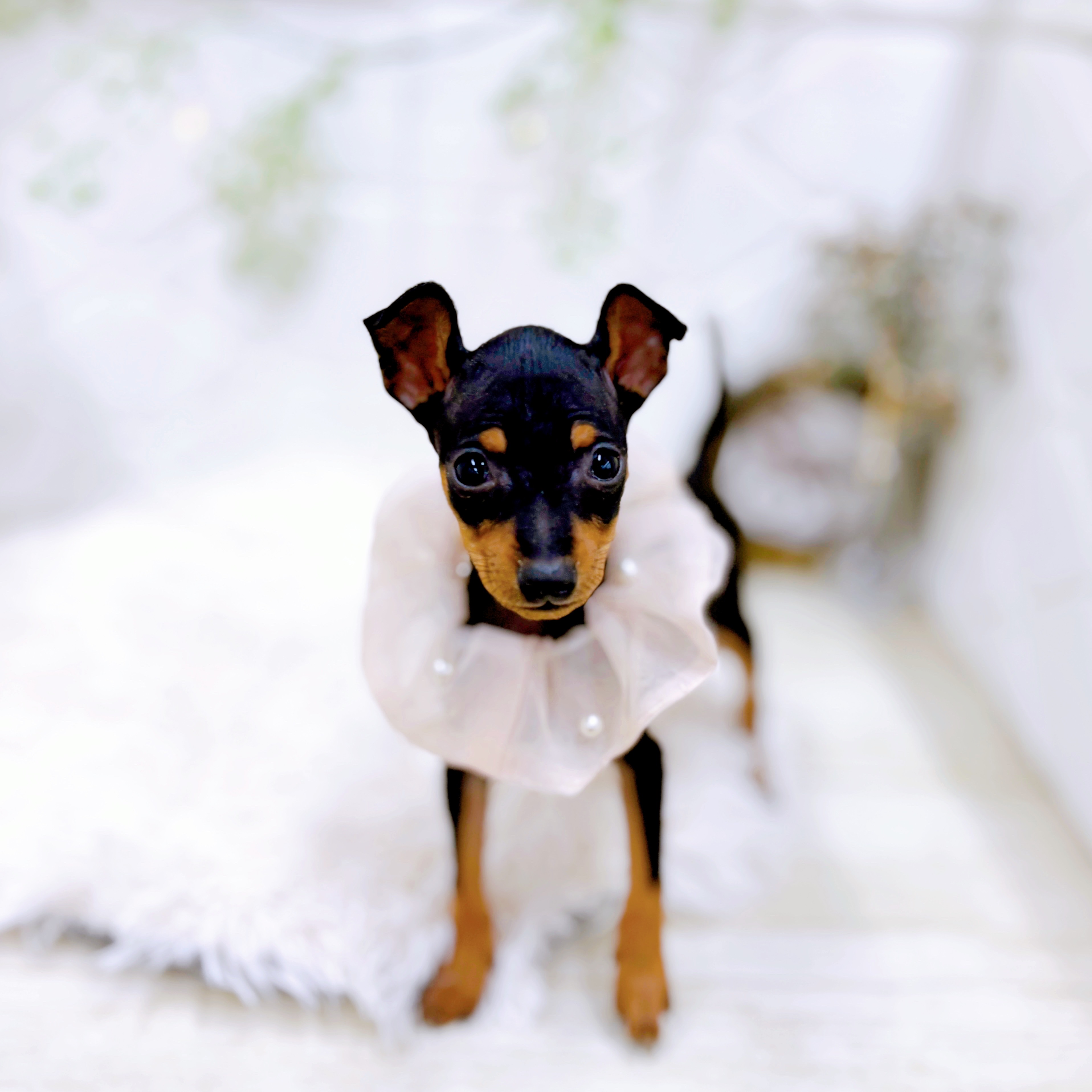 福井県のミニチュアピンシャー (犬の家＆猫の里アミーゴ福井店/2025年9月24日生まれ/女の子/ブラックタン)の子犬の4枚目の画像