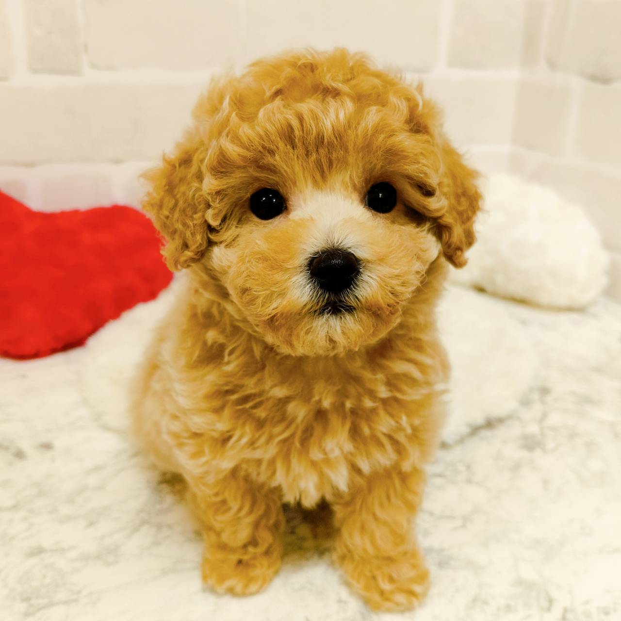 京都府のトイプードル(トイ) (犬の家＆猫の里京都精華店/2025年9月24日生まれ/女の子/ペールフォーン)の子犬の4枚目の画像