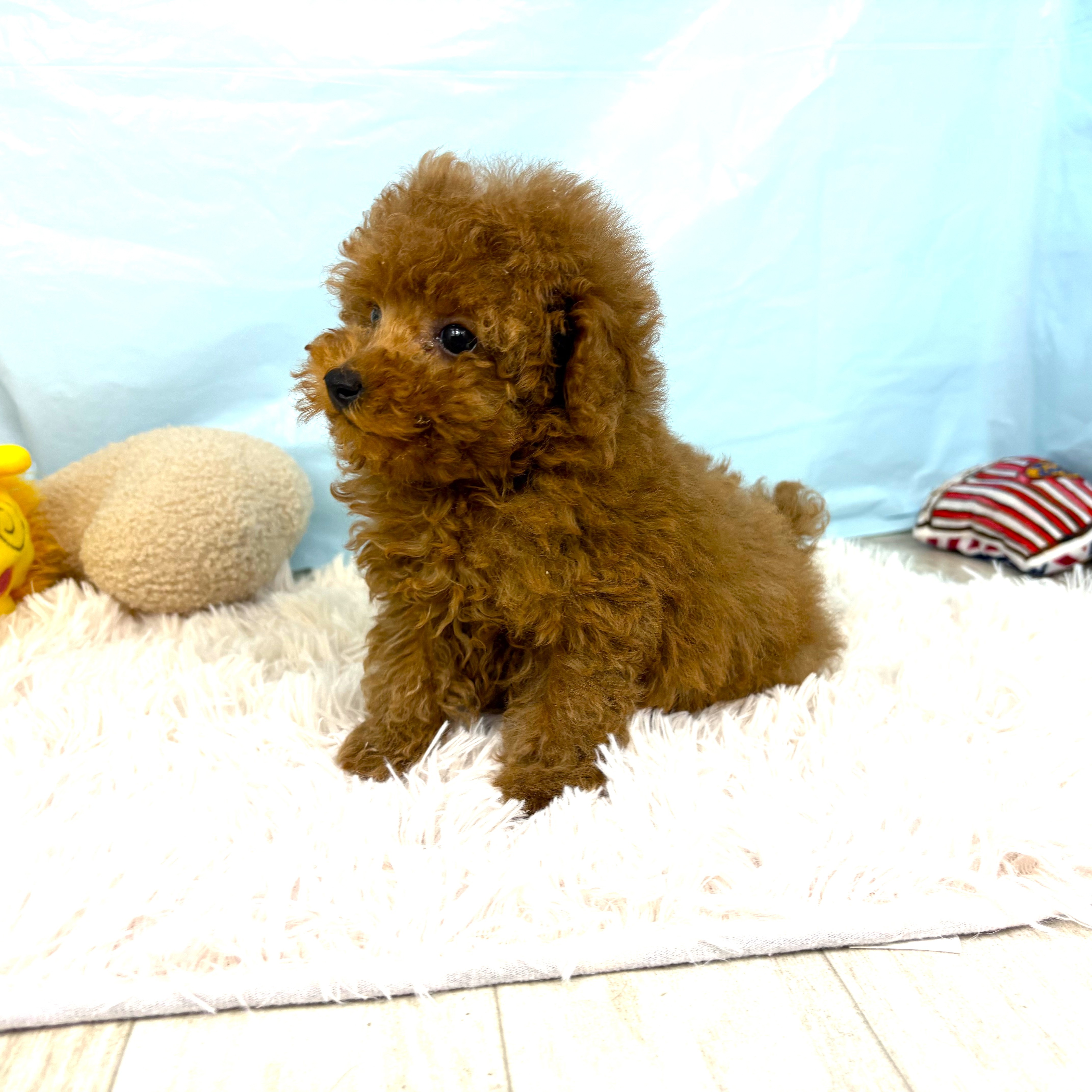 兵庫県のトイプードル(トイ) (犬の家＆猫の里川西店/2025年9月25日生まれ/男の子/レッドフォーン)の子犬の4枚目の画像