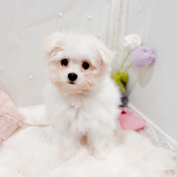 福井県のポメマル/マルポメ(ポメラニアン×マルチーズ) (犬の家＆猫の里福井店/2025年9月24日生まれ/女の子/クリーム)の子犬の4枚目の画像