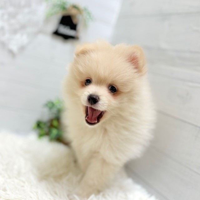 愛知県のポメラニアン (犬の家＆猫の里豊田店/2025年9月26日生まれ/男の子/クリーム)の子犬の4枚目の画像