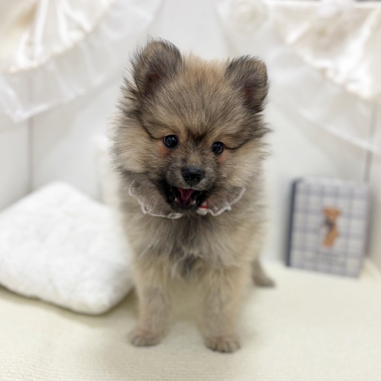 岐阜県のポメラニアン (犬の家＆猫の里カラフルタウン岐阜店/2025年9月26日生まれ/男の子/ウルフセーブル)の子犬の4枚目の画像