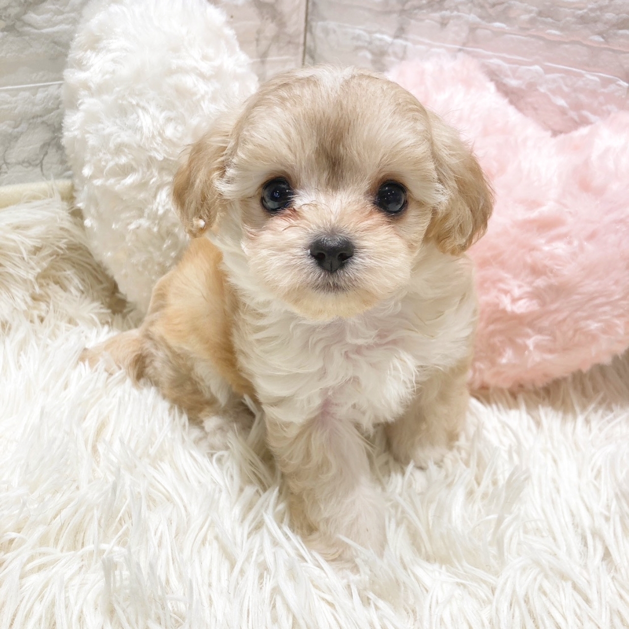 愛知県のチワプー/プーチー(チワワ×プードル) (犬の家＆猫の里MiO香久山店/2025年9月25日生まれ/女の子/アプリコットホワイト)の子犬