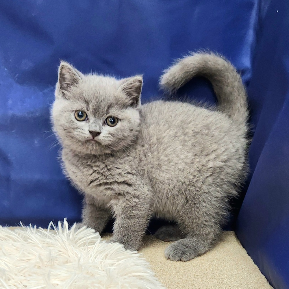 岐阜県のブリティッシュショートヘアー (犬の家＆猫の里中津川店/2025年9月22日生まれ/男の子/ブルー)の子猫の4枚目の画像