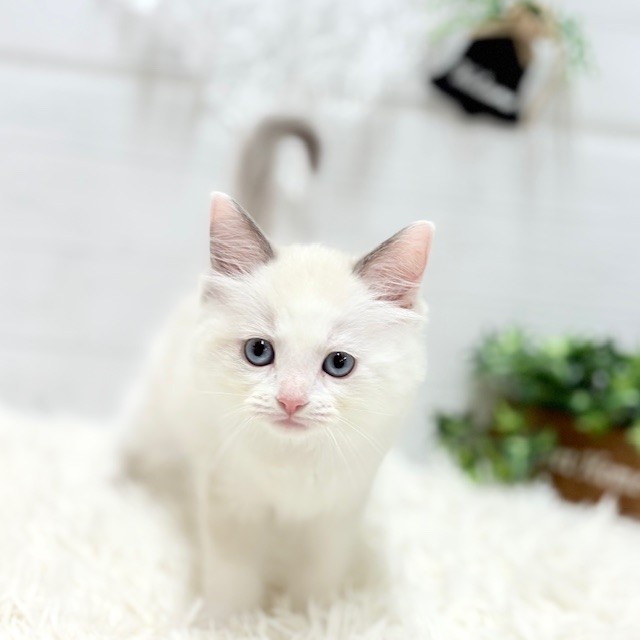 愛知県のラグドール (犬の家＆猫の里豊田店/2025年9月23日生まれ/男の子/ブルーポイントバイカラー)の子猫