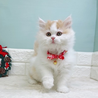 静岡県のミヌエット (犬の家＆猫の里マークイズ静岡店/2025年9月24日生まれ/男の子/レッドタビーホワイト)の子猫の4枚目の画像