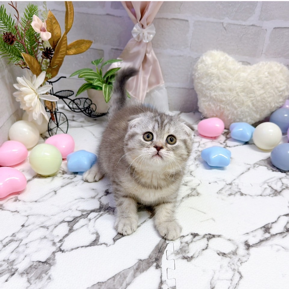愛知県のスコティッシュフォールド (犬の家＆猫の里岡崎店/2025年9月23日生まれ/女の子/ブルーパッチドタビー)の子猫の1枚目の画像