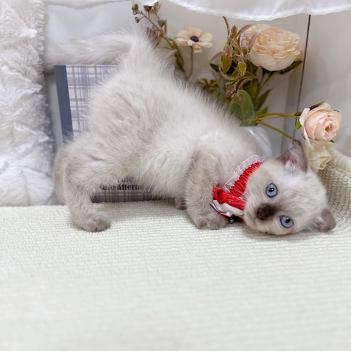 岐阜県のスコティッシュフォールド (犬の家＆猫の里カラフルタウン岐阜店/2025年9月26日生まれ/女の子/シールポイント)の子猫の4枚目の画像