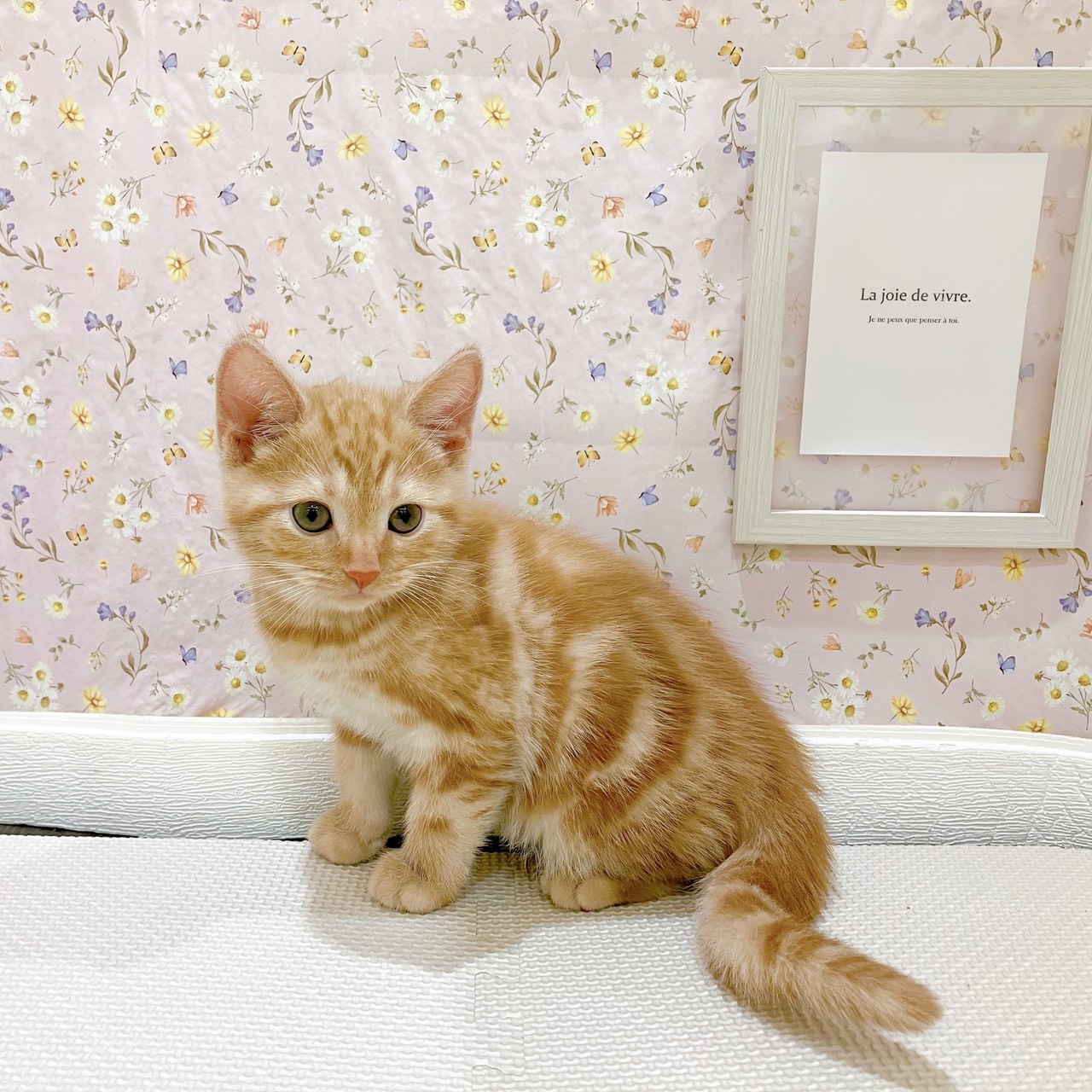 石川県のアメリカンショートヘアーの子猫を価格や特徴で探す|ペット