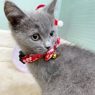 静岡県のスコティッシュフォールド (犬の家＆猫の里マークイズ静岡店/2025年9月20日生まれ/男の子/ブルー)の子猫の4枚目の画像