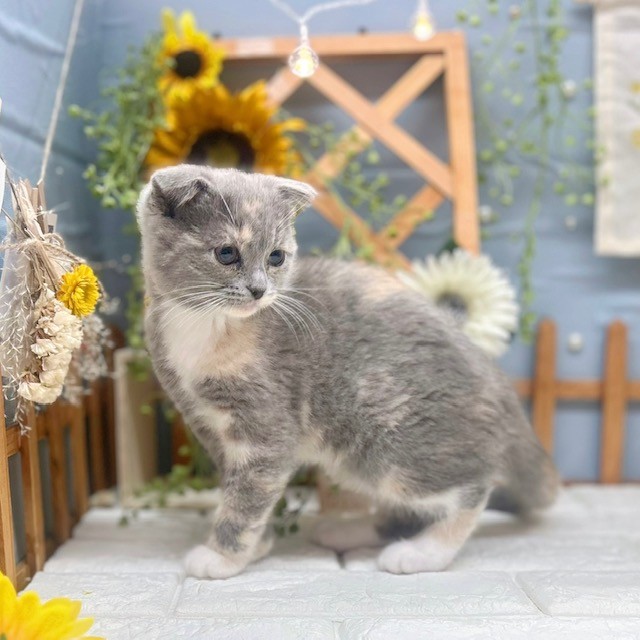 千葉県のスコティッシュフォールド (犬の家＆猫の里ワンズモール稲毛店/2025年9月20日生まれ/女の子/ダイリュートキャリコ)の子猫の4枚目の画像