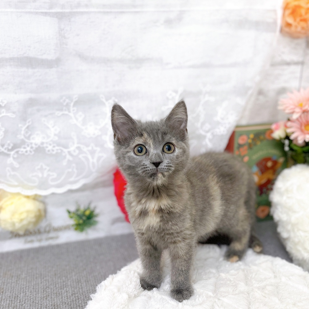 京都府のスコティッシュフォールド (犬の家＆猫の里京都樟葉店/2025年9月20日生まれ/女の子/ブルークリーム)の子猫の4枚目の画像