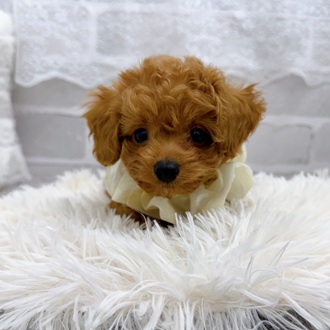 滋賀県のトイプードル(トイ) (犬の家＆猫の里長浜店/2025年9月19日生まれ/男の子/レッド)の子犬の4枚目の画像