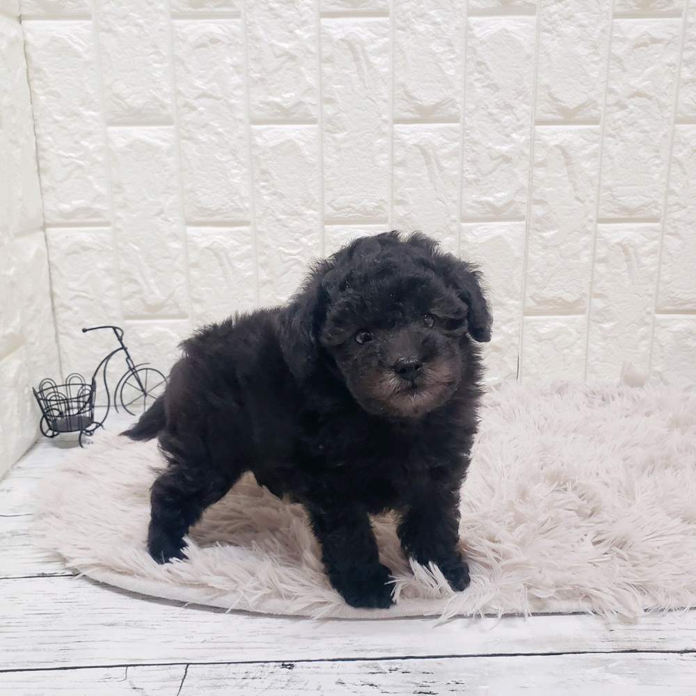 岡山県のトイプードル(トイ) (犬の家＆猫の里岡山店/2025年9月23日生まれ/男の子/シルバー)の子犬の4枚目の画像