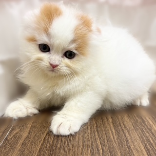 兵庫県のスコティッシュフォールド (犬の家＆猫の里カナート西神戸店/2025年9月28日生まれ/男の子/レッドホワイト)の子猫の4枚目の画像
