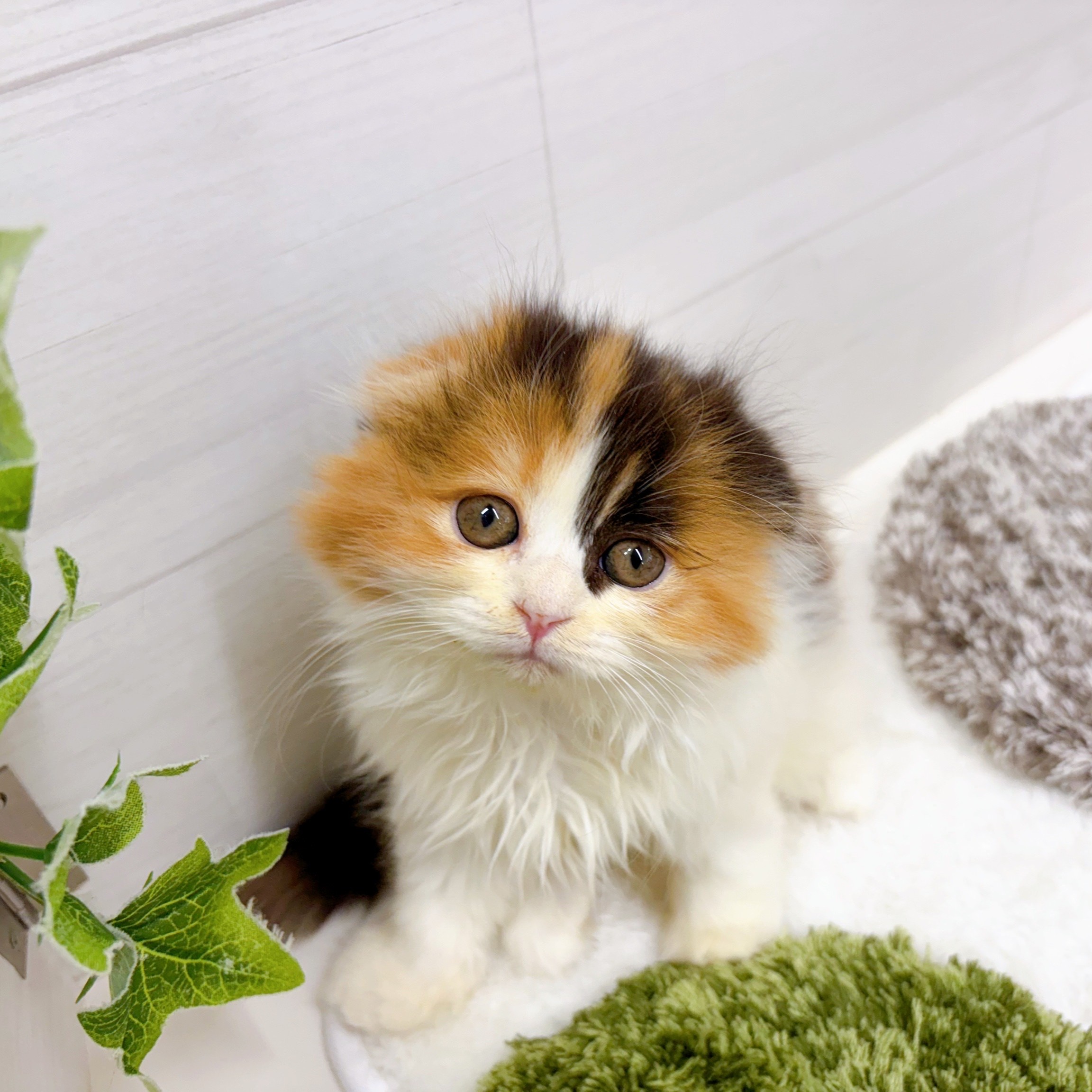 石川県のスコティッシュフォールド (犬の家＆猫の里アミーゴ金沢おこばた店/2025年9月28日生まれ/女の子/キャリコ)の子猫の4枚目の画像