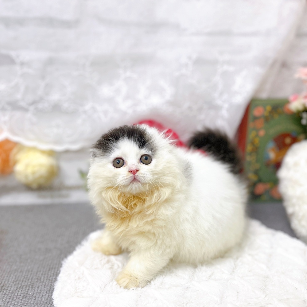 京都府のスコティッシュフォールド (犬の家＆猫の里京都樟葉店/2025年9月28日生まれ/女の子/ブラックホワイト)の子猫の4枚目の画像