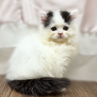 兵庫県のスコティッシュストレート (犬の家＆猫の里カナート西神戸店/2025年9月28日生まれ/女の子/ブラックホワイト)の子猫の4枚目の画像