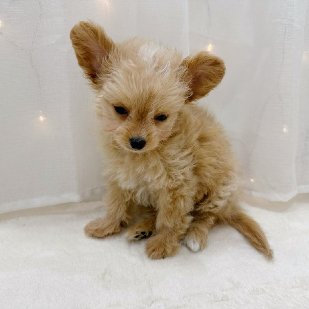 千葉県のチワプー/プーチー(チワワ×プードル) (犬の家＆猫の里BIGHOPガーデンモール印西店/2025年9月27日生まれ/男の子/アプリコットホワイト)の子犬の4枚目の画像