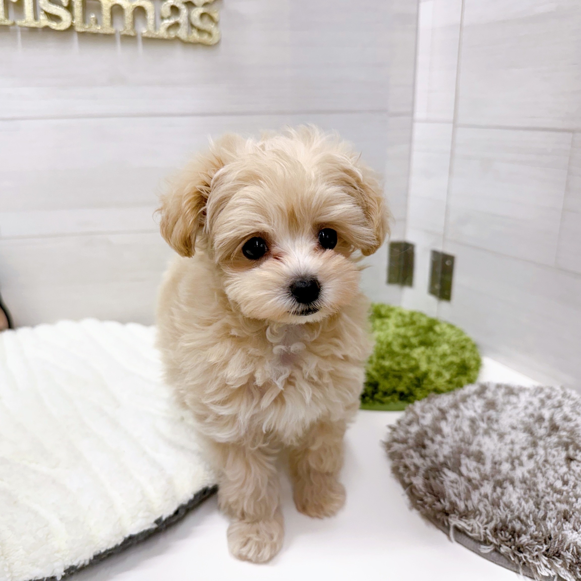 石川県のマルプー(マルチーズ×プードル) (犬の家＆猫の里アミーゴ金沢おこばた店/2025年9月28日生まれ/女の子/クリーム)の子犬の4枚目の画像