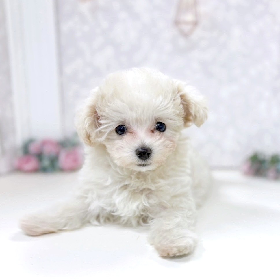 富山県のマルプー(マルチーズ×プードル) (犬の家＆猫の里アミーゴ高岡蓮花寺店/2025年9月28日生まれ/女の子/クリームホワイト)の子犬の4枚目の画像