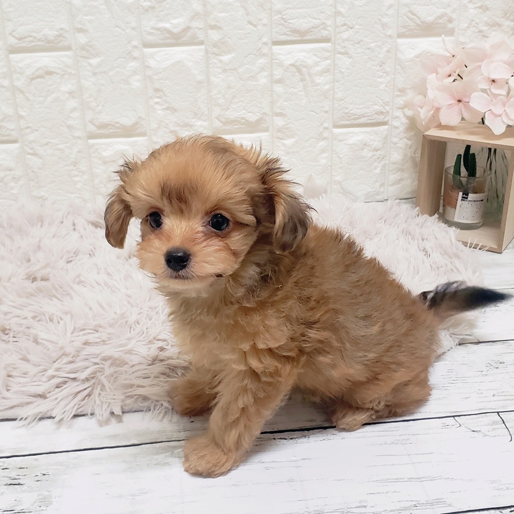 岡山県のチワプー/プーチー(チワワ×プードル) (犬の家＆猫の里岡山店/2025年9月28日生まれ/女の子/レッド)の子犬の4枚目の画像