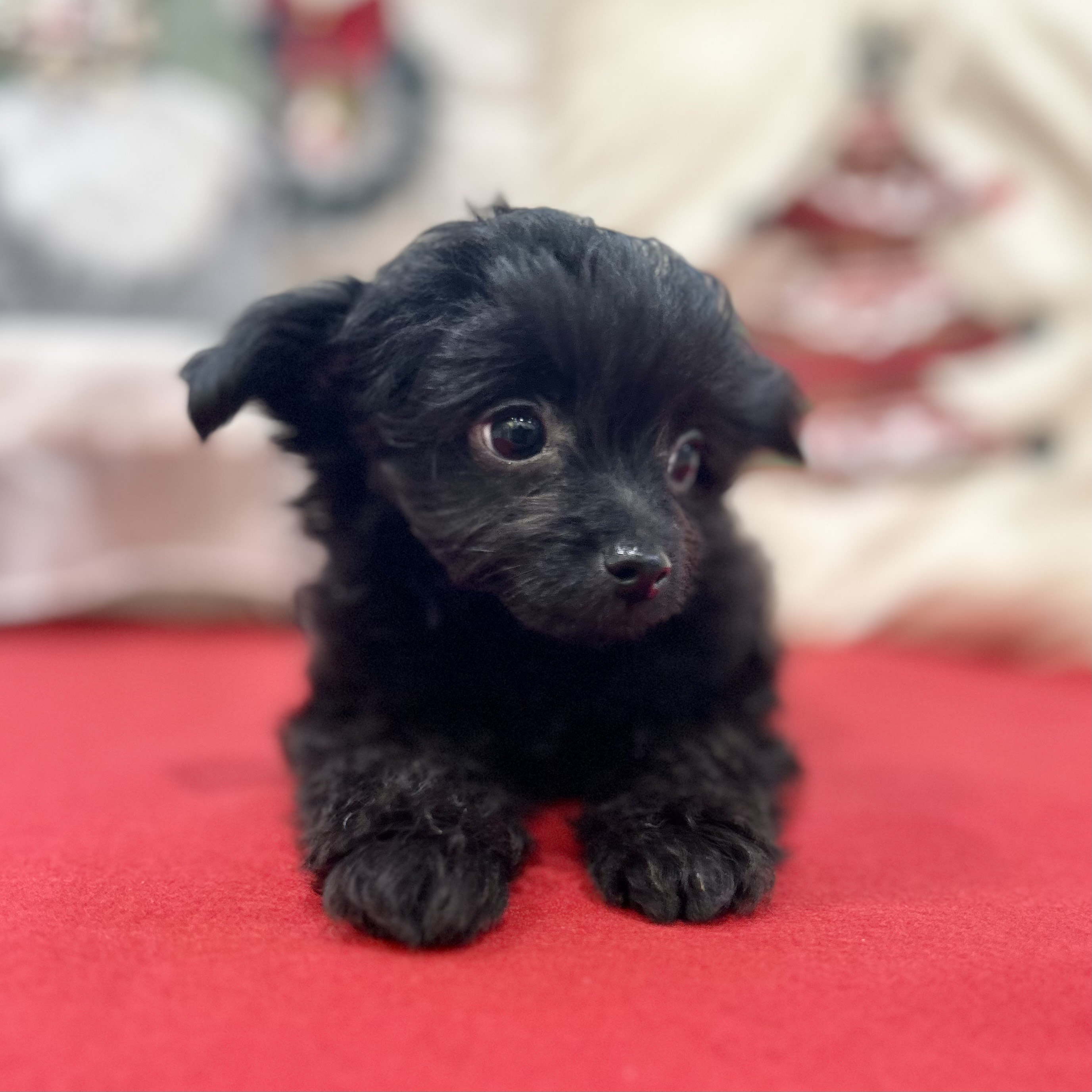 岡山県のチワプー/プーチー(チワワ×プードル) (犬の家＆猫の里倉敷店/2025年9月28日生まれ/男の子/ブラック)の子犬の4枚目の画像